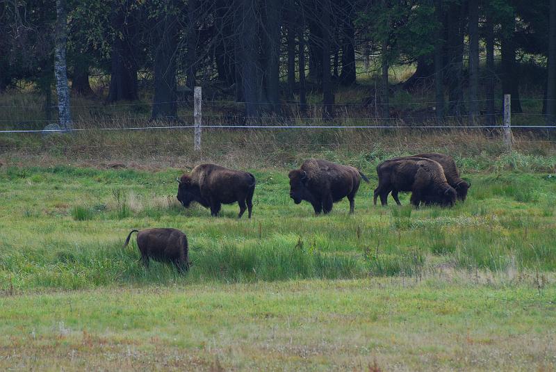 DSC_8420.JPG - Koho by napadlo, že kousek od Slavonic volně pobíhá stádo bizonů. Čekali jsme s naším bulvárním teleobjektivem, až se objeví Buffalo Bill. Avšak vzdor naší vytrvalosti se tento rek neobjevil.