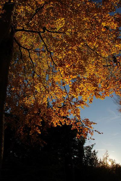 DSC_3231.JPG