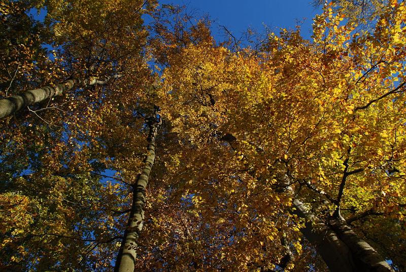 DSC_3233.JPG