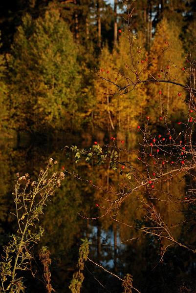 DSC_3264.JPG