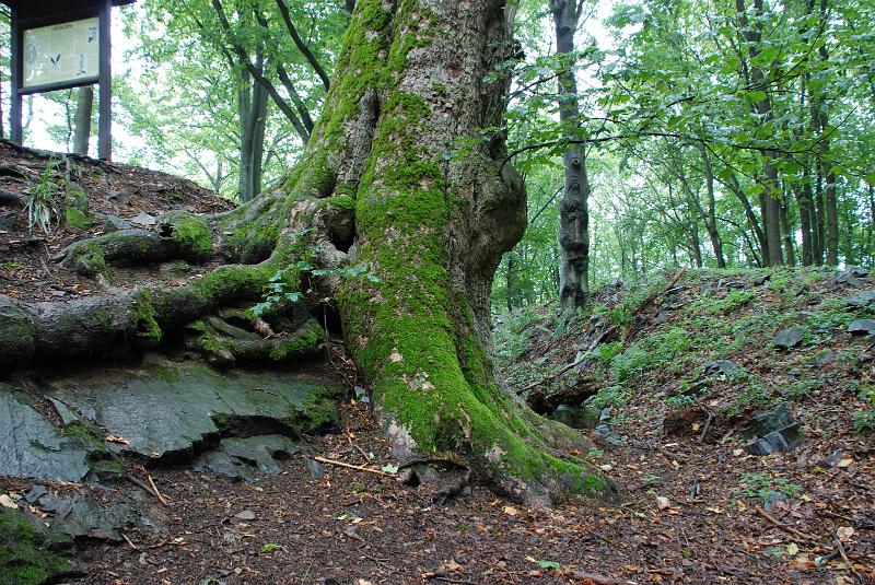 DSC_1239078.JPG