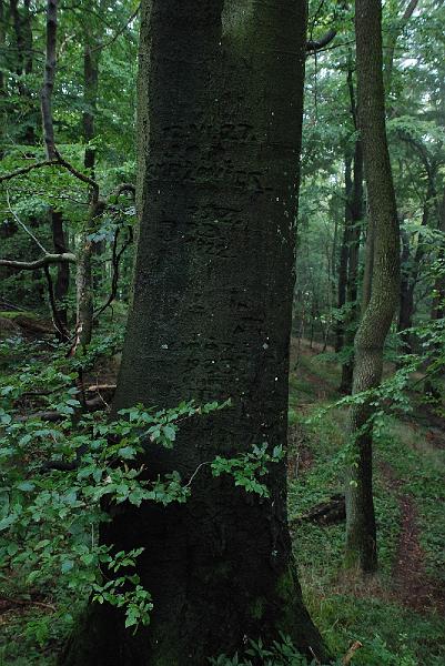 DSC_1372004.JPG