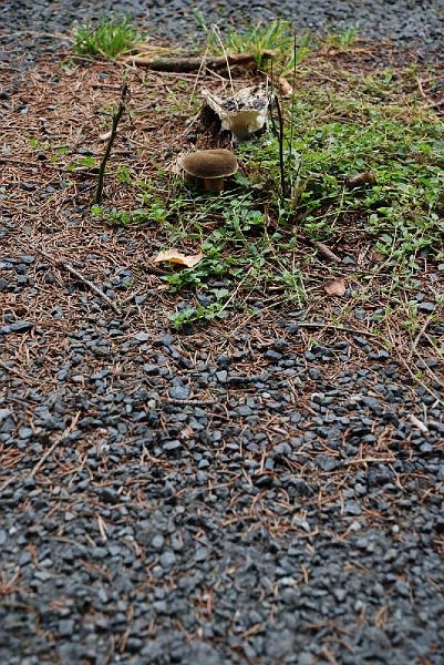 DSC_1451096.JPG