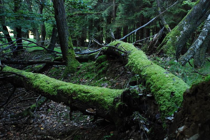 DSC_1632111.JPG