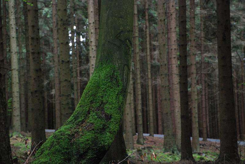 DSC_1923137.JPG