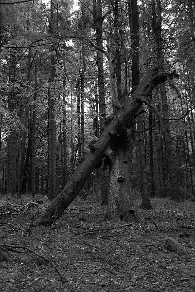 DSC_1943.JPG