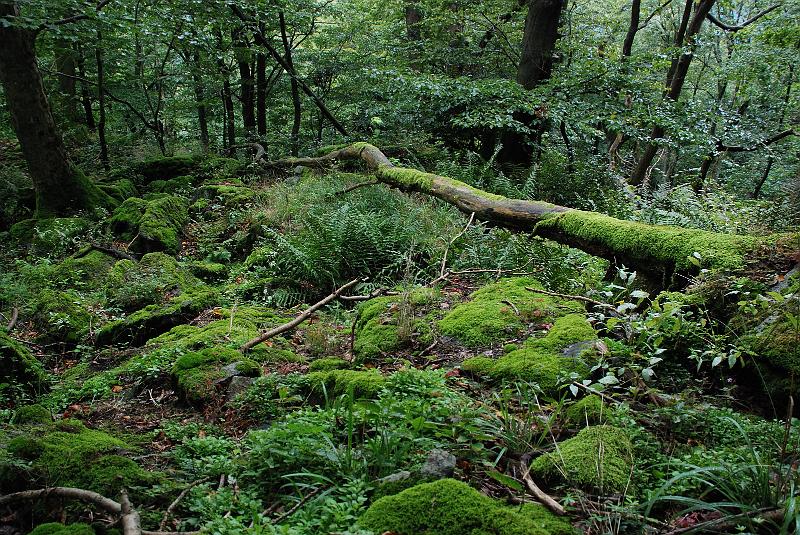 l_06197.JPG